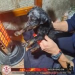 RESCATE ANIMAL: Bomberos voluntarios dándolo todo